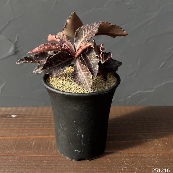 ユーフォルビア：フランコイシー　3号鉢植え25-25