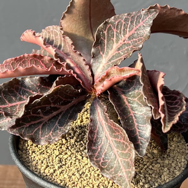 ユーフォルビア：フランコイシー　3号鉢植え25-25