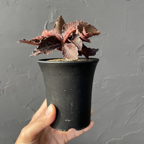 ユーフォルビア：フランコイシー　3号鉢植え25-25