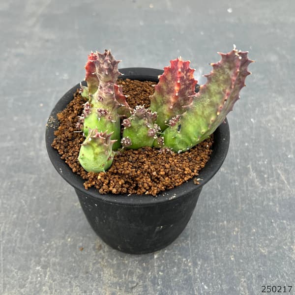 フェルニア：クインタ　3号鉢植え