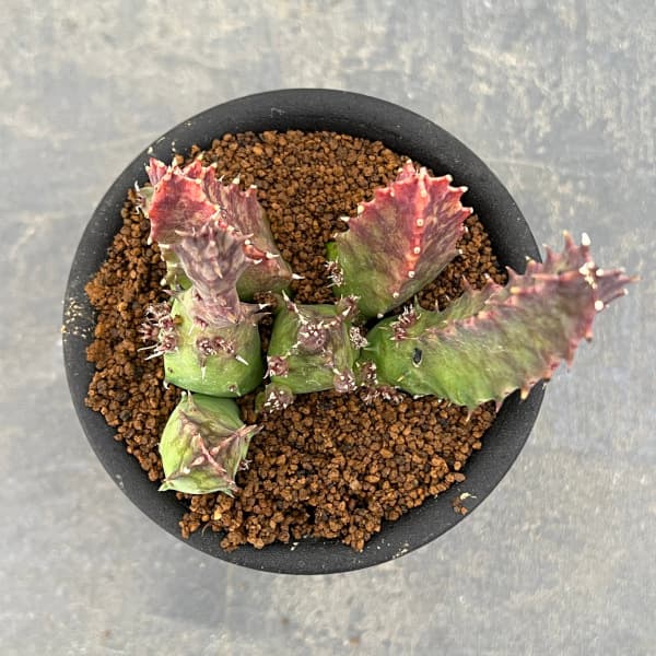 フェルニア：クインタ　3号鉢植え