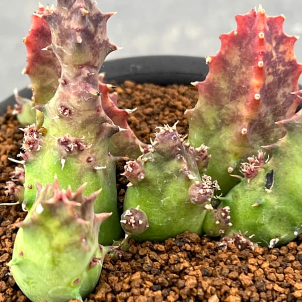 フェルニア：クインタ　3号鉢植え