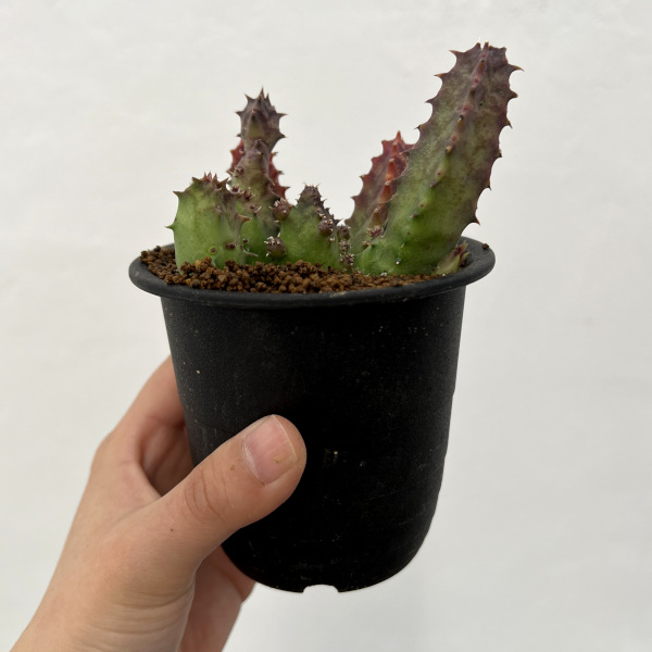 フェルニア：クインタ　3号鉢植え