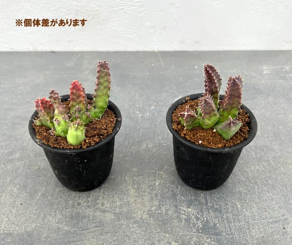 フェルニア：クインタ　3号鉢植え