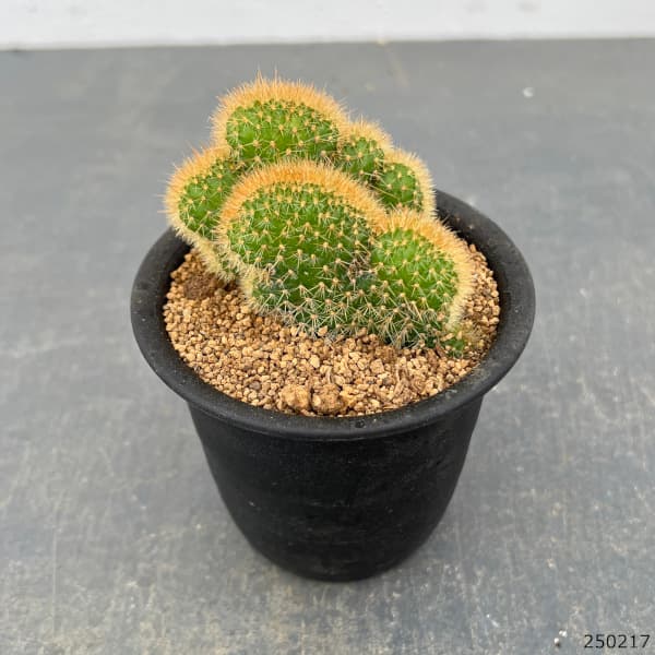 サボテン:アケルシア ロゼイフロラ 3号鉢植え