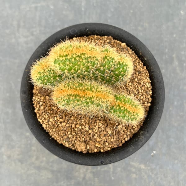 サボテン:アケルシア ロゼイフロラ 3号鉢植え