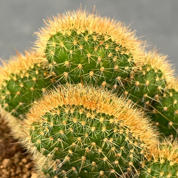サボテン:アケルシア ロゼイフロラ 3号鉢植え