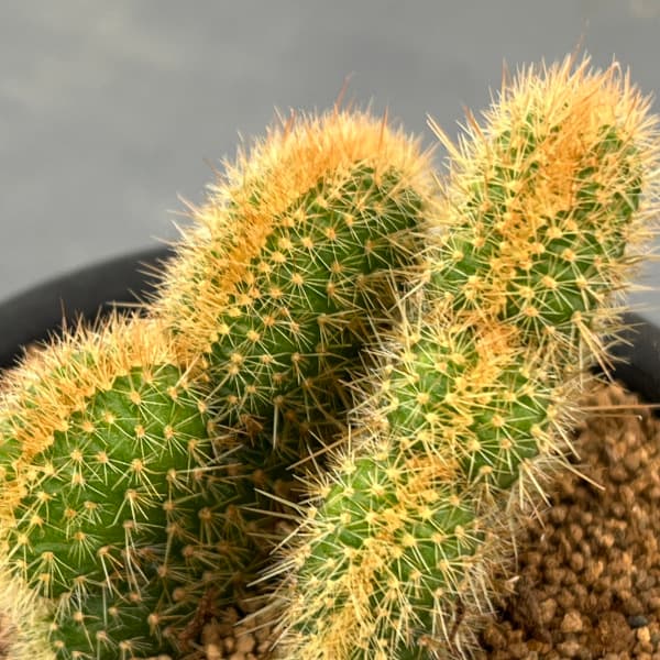 サボテン:アケルシア ロゼイフロラ 3号鉢植え