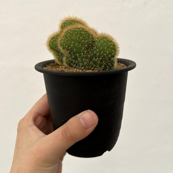 サボテン:アケルシア ロゼイフロラ 3号鉢植え