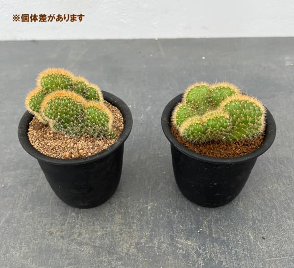 サボテン:アケルシア ロゼイフロラ 3号鉢植え
