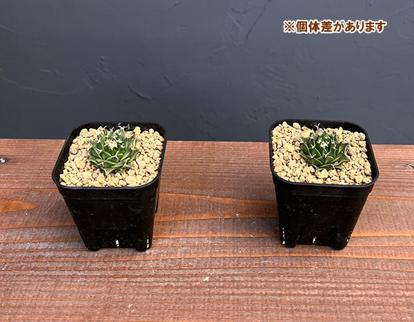 サボテン：オブレゴニア　デネグリイ（帝冠）実生株　2.5号鉢植え