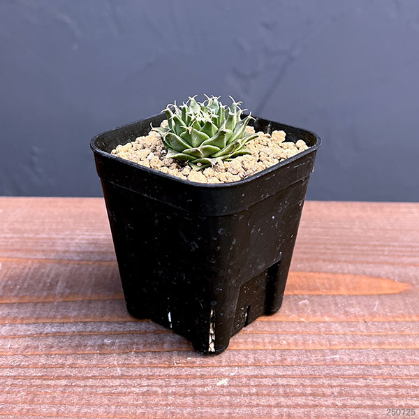 サボテン：オブレゴニア　デネグリイ（帝冠）実生株　2.5号鉢植え