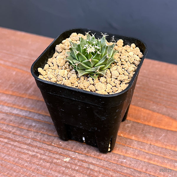 サボテン：オブレゴニア　デネグリイ（帝冠）実生株　2.5号鉢植え