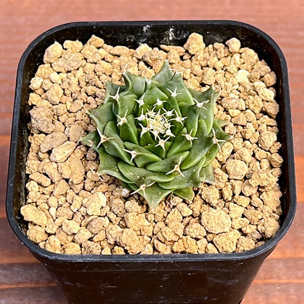 サボテン：オブレゴニア　デネグリイ（帝冠）実生株　2.5号鉢植え