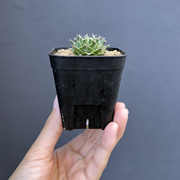 サボテン：オブレゴニア　デネグリイ（帝冠）実生株　2.5号鉢植え