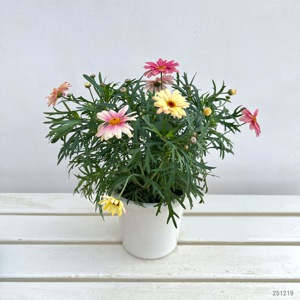 マーガレット：スマッシュ　ピーチアイ5号鉢植え