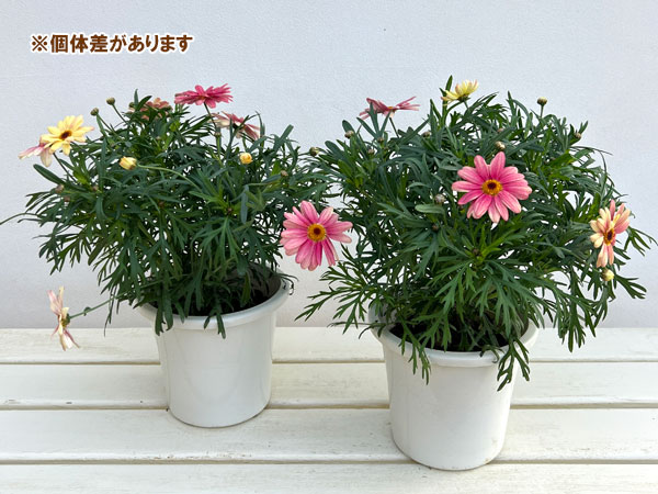 マーガレット：スマッシュ　ピーチアイ5号鉢植え