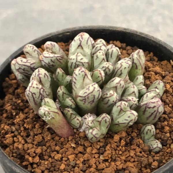 【多肉植物】コノフィツム 群生1【詳細品種不明・発根・定着・メセン・Conophytum】 コノフィツム（メセン）の育て方 | 植物図鑑 | PUKURI（プクリ）