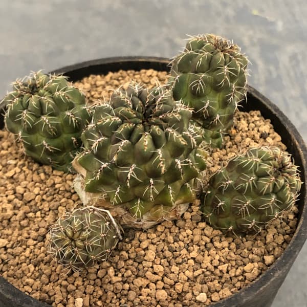 サボテン スルコレブチアsp♪カキコ１つ サボテン スルコレブチアsp カキコ1つ スルコレブチアsp カキコ1個