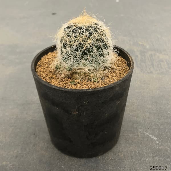 サボテン スルコレブチアsp♪カキコ１つ スルコレブチアの開花 - Cichlid node