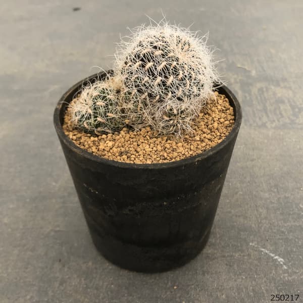 スルコレブチア:ヘルトゥシー3号鉢植え