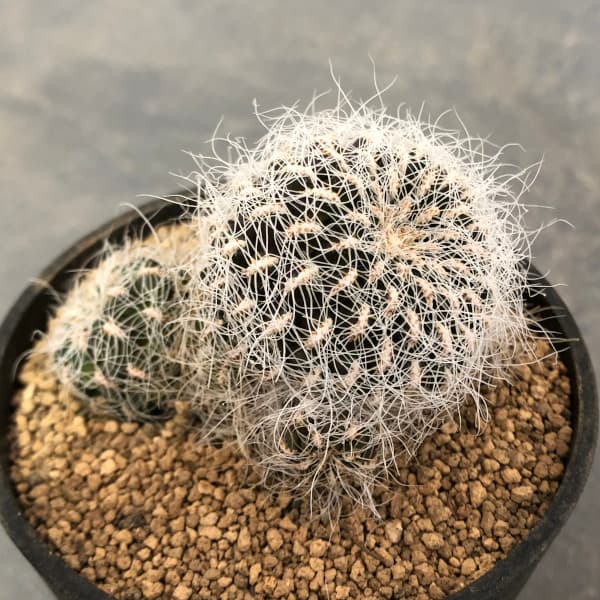 スルコレブチア:ヘルトゥシー3号鉢植え