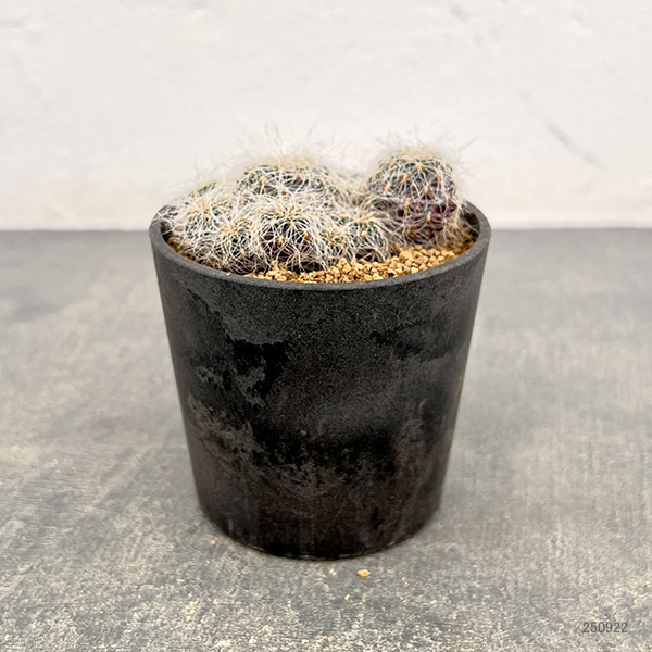 スルコレブチア:ヘルトゥシー3号鉢植え