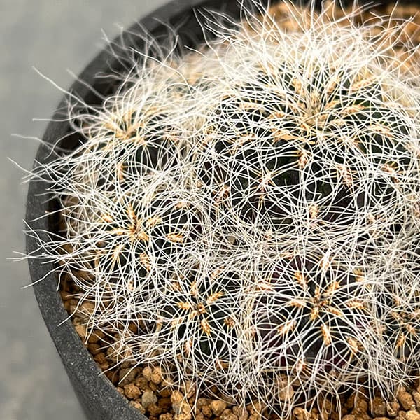 スルコレブチア:ヘルトゥシー3号鉢植え
