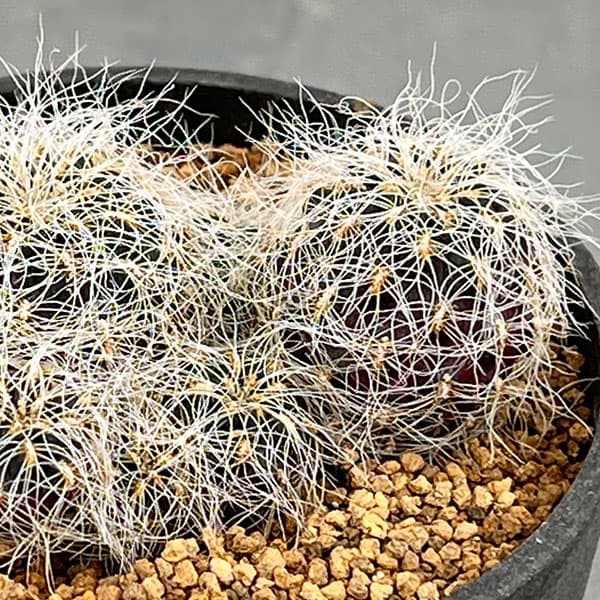 スルコレブチア:ヘルトゥシー3号鉢植え