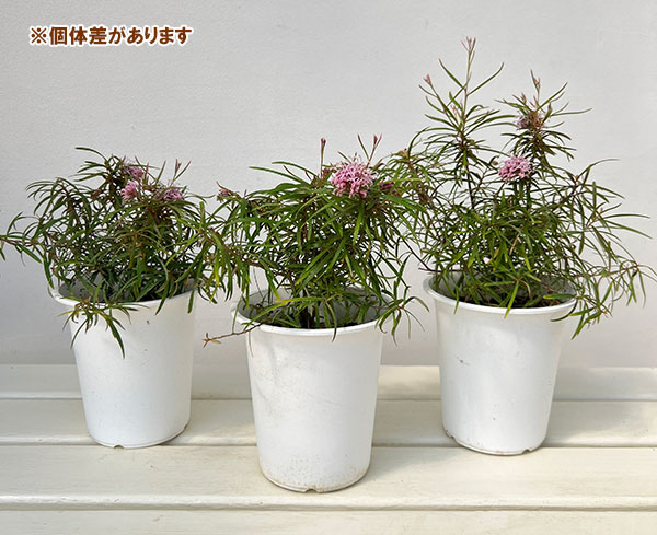 グレビレア:ハニージョー4号鉢植え