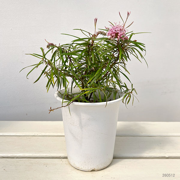 園芸ネット本店｜グレビレア：ハニージョー4号鉢植え の通販【公式】