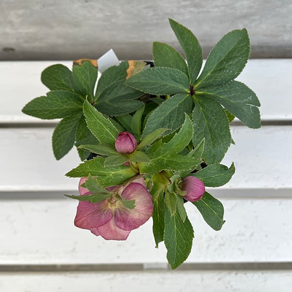 園芸ネット本店｜若泉ファームさんのクリスマスローズ：25-56ダブル