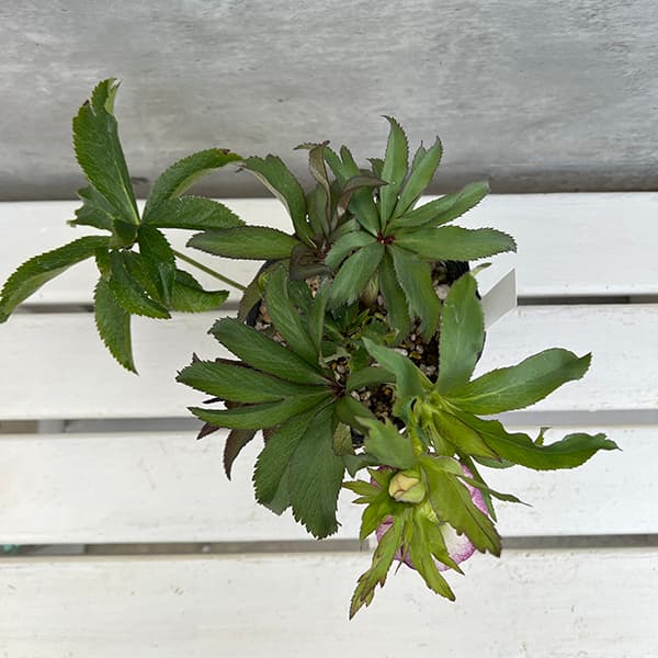 園芸ネット本店｜若泉ファームさんのクリスマスローズ：25-60ダブル