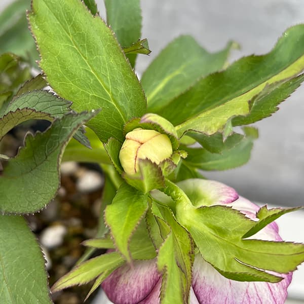 園芸ネット本店｜若泉ファームさんのクリスマスローズ：25-60ダブル