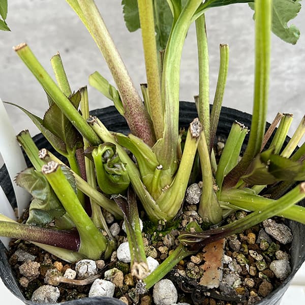 園芸ネット本店｜若泉ファームさんのクリスマスローズ：25-71翡翠