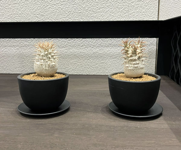 マセタ:プラスチックポット ボウルロング サイズ5(外径10.0×高さ8.9cm)