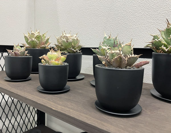 マセタ:プラスチックポット ボウルロング サイズ5(外径10.0×高さ8.9cm)