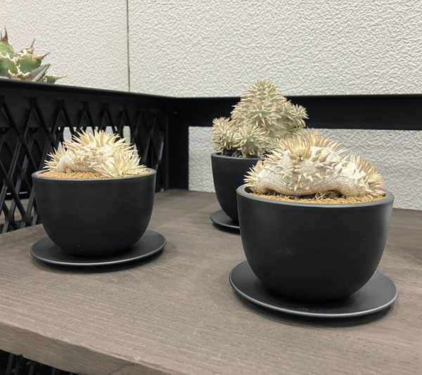 マセタ:プラスチックポット ボウルロング サイズ5(外径10.0×高さ8.9cm)