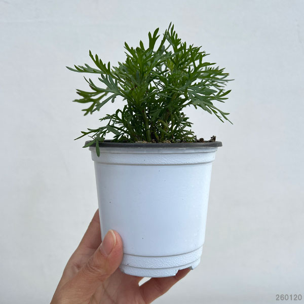 ビジューマム：ピーチトパーズ3-3.5号ポット