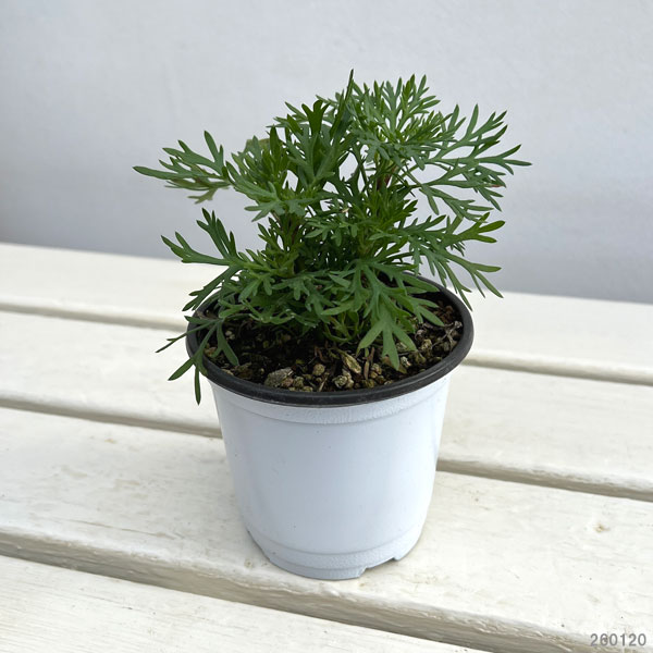 ビジューマム：ピーチトパーズ3-3.5号ポット