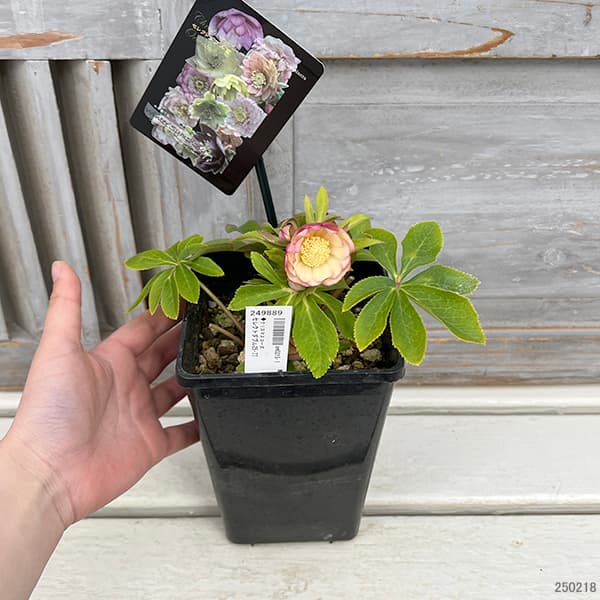 園芸ネット本店｜クリスマスローズ：セレクトダブル25-77／1.5Lポット