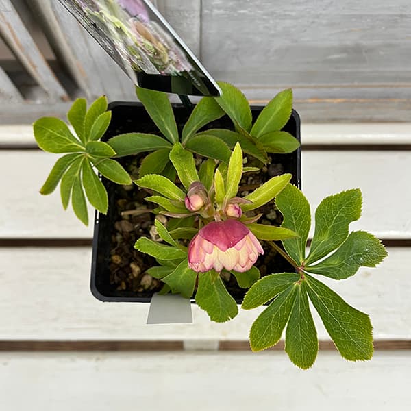 園芸ネット本店｜クリスマスローズ：セレクトダブル25-77／1.5Lポット