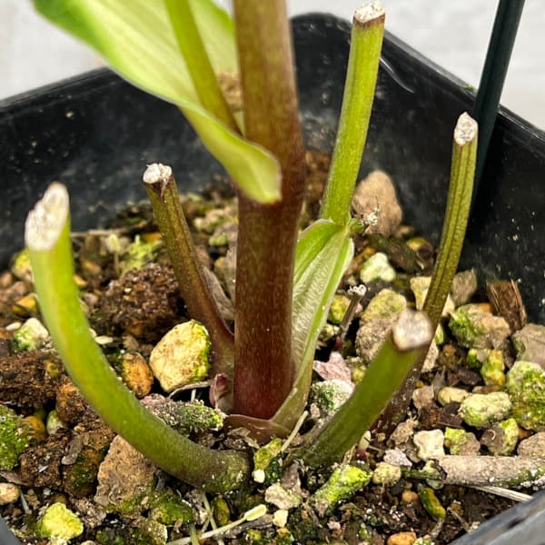 園芸ネット本店｜クリスマスローズ：セレクトセミダブル25-17／1.5L