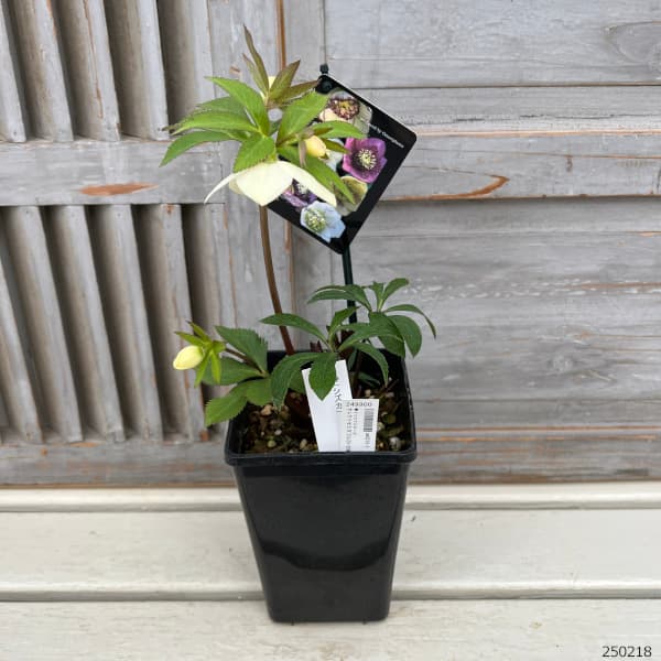 園芸ネット本店｜クリスマスローズ：セレクトセミダブル25-20静／1.5L