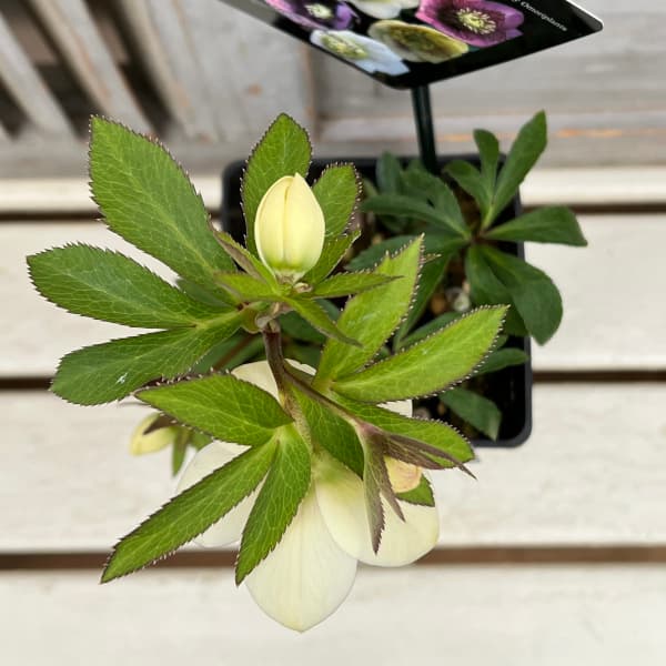 園芸ネット本店｜クリスマスローズ：セレクトセミダブル25-20静／1.5L