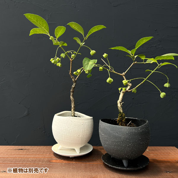イオニアボウル脚付:白S(直径10.5cm・皿付)