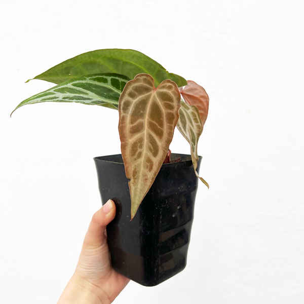 園芸ネット本店｜アンスリウム（原種）：クリスタナム セルビーズ