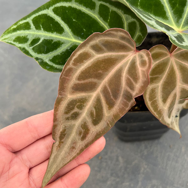 園芸ネット本店｜アンスリウム（原種）：クリスタナム セルビーズ