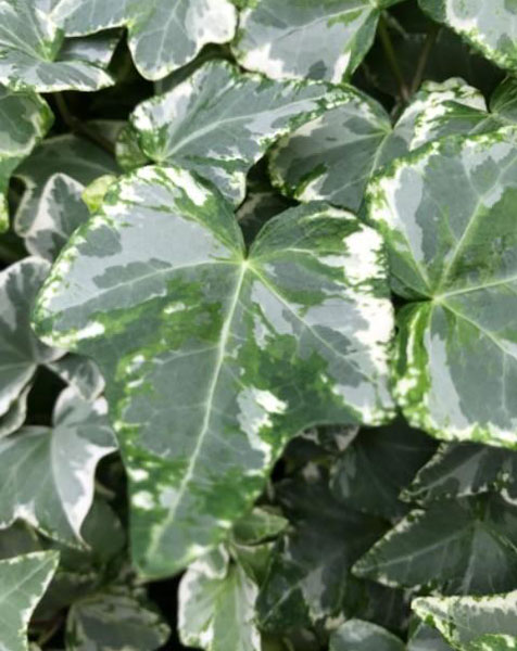 ヘデラ(アイビー):ハーレキン3号ポット