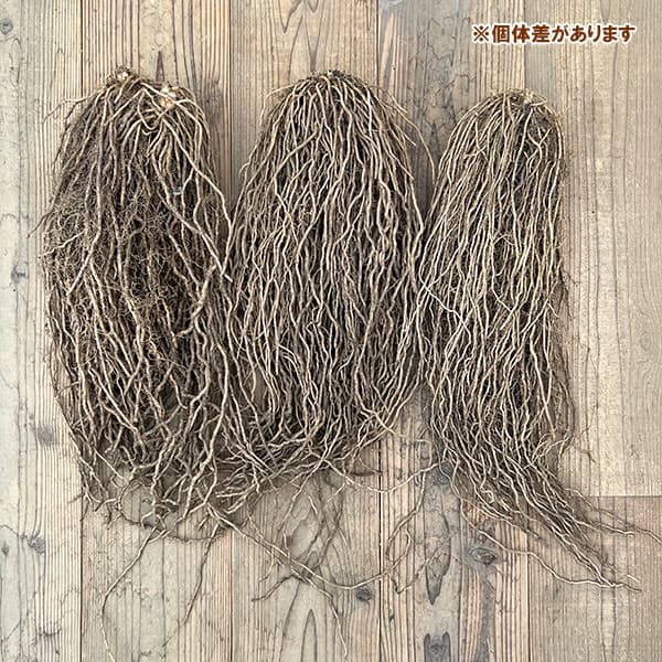 アスパラガス：緑茎種（早生系）素掘り株 LLサイズ　スーパージャンボ株(プロ仕様)